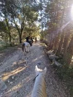 Balade en for&ecirc;t &agrave; cheval - Cheval et cavaliers &copy; Les Poneys d'Aurel_Junas