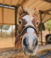Balade &agrave; poney - Poney &copy; Les Poneys d'Aurel_Junas