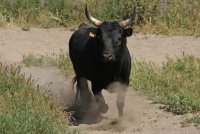 MANADE SAINT LOUIS - camargue; costieres; tourisme; gard; manade; taureaux; ferrade; course; gardian; montcalm; vauvert; animation © Droits gérés camargue; costieres; tourisme; gard; manade; taureaux; ferrade; course; gardian; montcalm; vauvert; animation