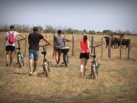 Safari à vélo électrique Camargue Découverte - Visiteurs à vélo devant taureaux © Safari à vélo électrique Camargue Découverte