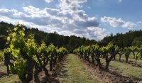 Domaine viticole - Vignes © Mas des Cabres