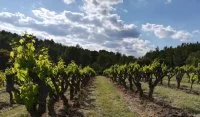Domaine viticole - Vignes &copy; Mas des Cabres