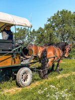 Balade en calèche - Calèche avec chevaux en campagne Horse-drawn carriage in the countryside © Les Attelages du Vidourle