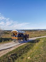 Balade en calèche - Chemin de campagne © Les Attelages du Vidourle