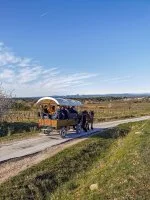 Balade en cal&egrave;che - Chemin de campagne &copy; Les Attelages du Vidourle