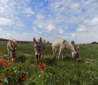 Au Pas de l'âne - ânes dans le pré © Au Pas de l'âne