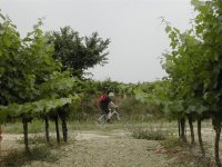 Balade à vélo dans les vignes © Office Tourisme Sommières