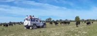Camargue Sauvage - Safari 4x4 en camargue &copy;Camargue Sauvage