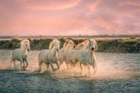 Camargue Sauvage - Camargue et chevaux camarguais &copy; Camargue Sauvage