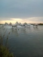 Camargue Sauvage - Cheval blanc de Camargue &copy; Camargue Sauvage