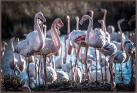 Camargue Sauvage - Flamants &copy; libre droit