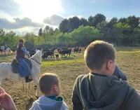 Les visites de la manade Vitou de Fontmarie_Restincli&egrave;res - Enfants devant tri des taureaux &copy; OT Pays de Sommi&egrave;res