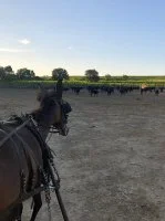 Les Veill&eacute;es Camarguaises de la Manade Vitou_Restincli&egrave;res - Visite cal&egrave;che au milieu des taureaux &copy; Office de Tourisme du Pays de Sommi&egrave;res