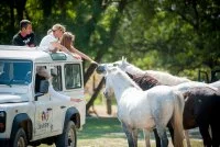 Camargue autrement - Camargue autrement - Chevaux camarguais &copy; Camargue autrement