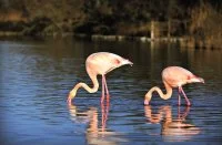 Camargue autrement - Camargue autrement - Flamants roses en Camargue &copy; Camargue autrement