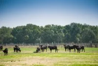 camargue autrement - camargue autrement &copy; camargue autrement