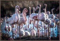 Camargue Sauvage - Flamants © libre droit