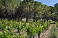 Domaine Guinand - Vigne © Domaine Guinand