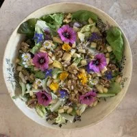 Salade de plantes sauvages &copy; Emmanuel Raoul