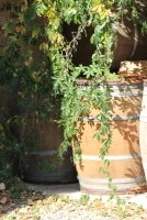 f&ucirc;t et vigne - f&ucirc;t et lierre &copy; domaine des Sauvaire