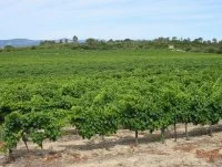 vignes - vignes &copy; domaine des Sauvaire