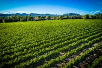 vignes - vue sur les vignes &copy; domaine des Sauvaire