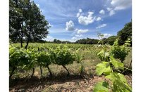 Domaine viticole - Vignes © Terres de Jeanne