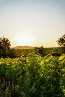 Domaine viticole - Vignoble &copy; Ch&acirc;teau de la Clotte-Fontane_Salinelles
