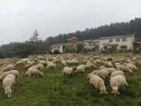 Mas Mouri&egrave;s et Moutons &copy; 