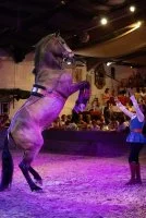 Dressage &copy; Cabaret equestre