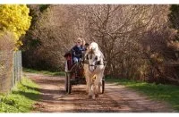 Domaine &eacute;questre de Maru&eacute;jols - Promenade en cal&egrave;che &copy; Domaine &eacute;questre de Maru&eacute;jols