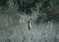 Parignargues - Biche dans la nature &copy; Alexandre Mazzocco