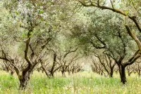 Nature - Oliviers &copy; Aurelio Rodriguez