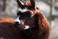 Parc animalier des Gorges &copy; H.Wert