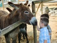 Petits fermiers Lansargues - Anes et enfants &copy; Les Petits fermiers