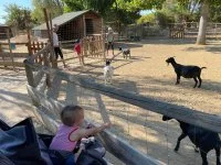 L'enclos des ch&egrave;vres - Enfants qui entrent en contact avec les ch&egrave;vres du parc &copy; libre de droit