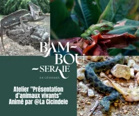  &copy; atelier cicindele