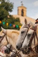 F&ecirc;te votive de Calvisson_Calvisson - Chevaux camarguais &copy; Alexandre Mazzocco