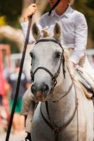 F&ecirc;te votive de Sommi&egrave;res_Sommi&egrave;res - Cheval de Camargue et Gardian &copy; ALexandre Mazzocco