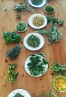 Atelier&nbsp;plantes sauvages - Tables avec plantes sauvages &copy; Emmanuel Raoul