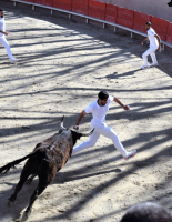 Course camarguaise - Raseteur et taureau dans les arènes © Mairie de Sommières