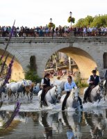 Gaze de chevaux - Chevaux et gardians dans le fleuve, près du pont romain © OT Pays de Sommières