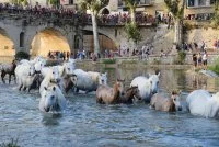 Gaze de Sommi&egrave;res - Troupeaux de chevaux dans Vidourle &copy; OT Pays se Sommi&egrave;res