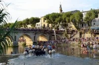 Gaze de Sommi&egrave;res - Troupeaux de taureaux dans Vidourle, pr&egrave;s du pont romain &copy; OT Pays de Sommi&egrave;res
