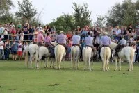 Matin&eacute;e camarguaise - Matin&eacute;e camarguaise &copy; Manade Saint Louis