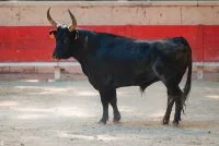 Olympiades Camarguaises_Sommi&egrave;res - Taureau dans les arenes &copy; OT Pays de Sommi&egrave;res ( Alexandre mazzocco)
