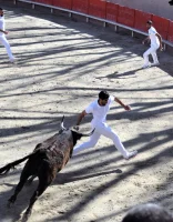 Course camarguaise - Raseteur avec taureau &copy; Ville de Sommi&egrave;res