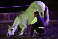  &copy; cabaret equestre 