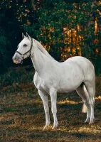 Stage perfectionnement dressage_Saint-C&ocirc;me-et-Maru&eacute;jols &copy; Pexels