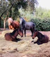 élevage chevaux - élevage chevaux © Mas de font mouniere